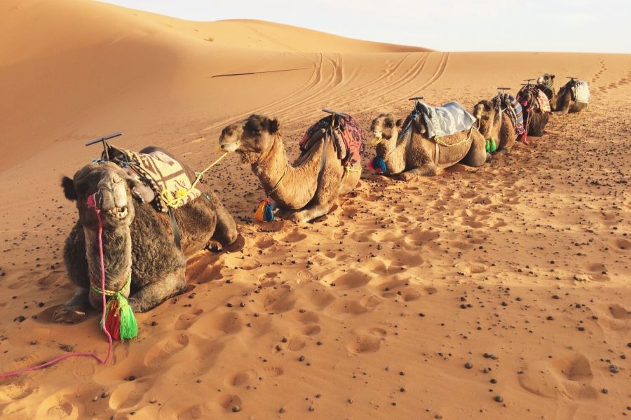 Camel Rides in Dubai