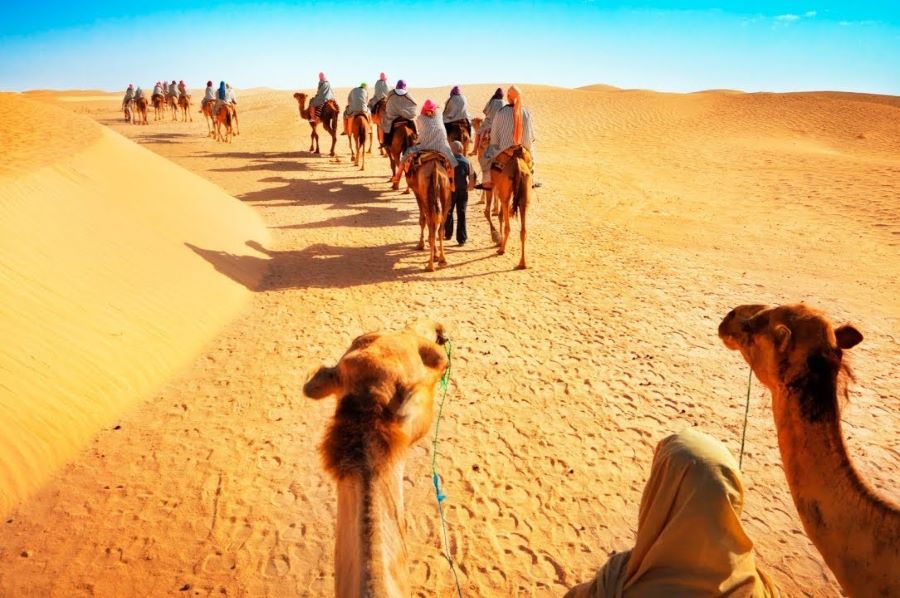 Camel Rides in Dubai