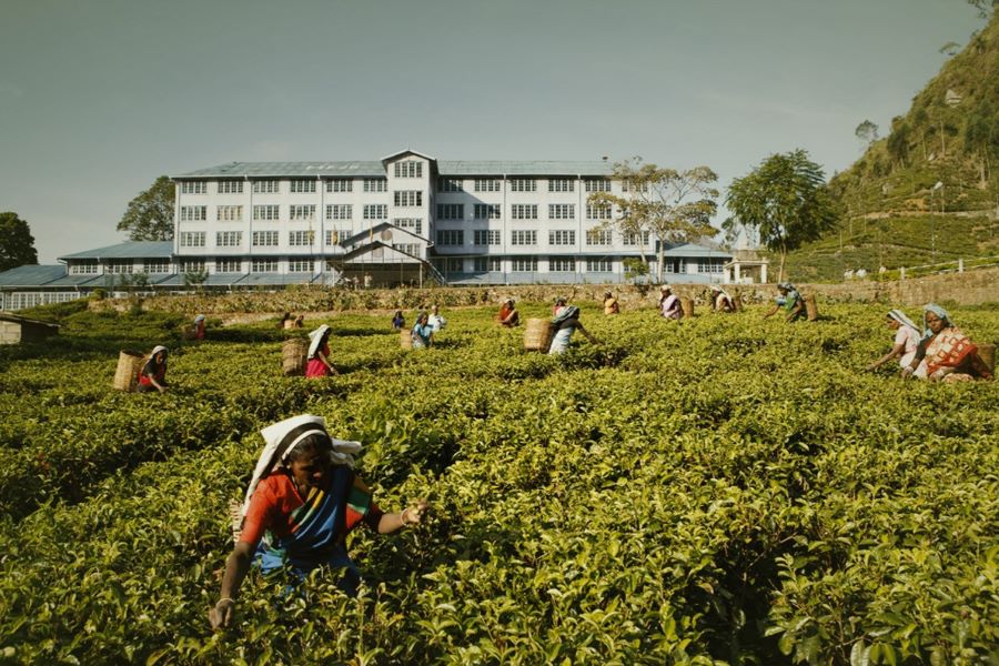 Blue Field Tea Factory