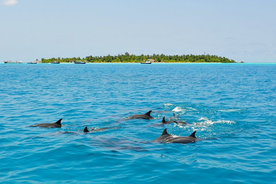 Dolphin watching