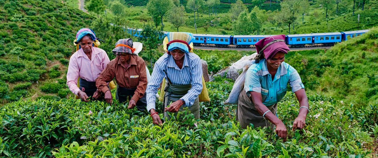 Tea Plantations to Visit in Sri Lanka