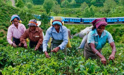 Tea Plantations to Visit in Sri Lanka