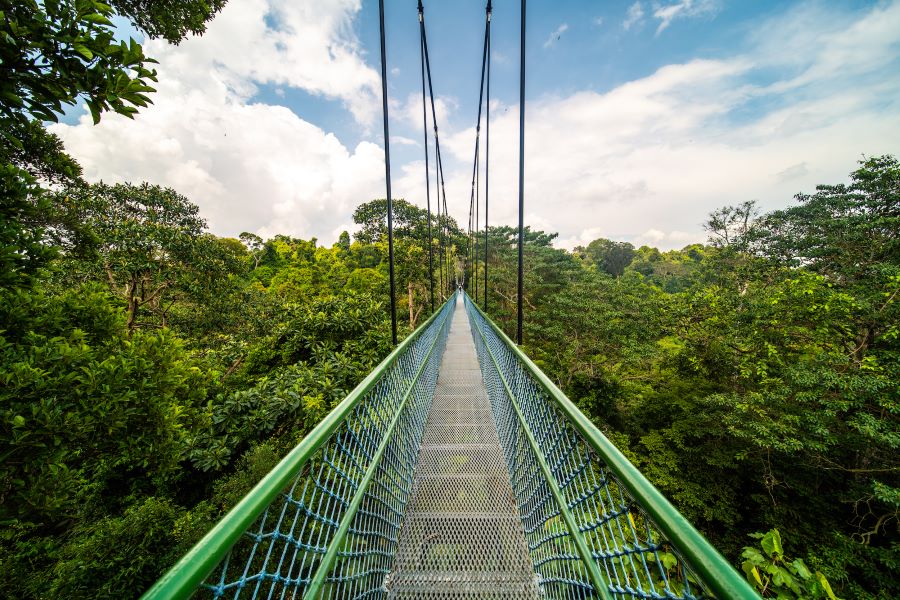 Treetop Walk at MacRitchie Reservoir