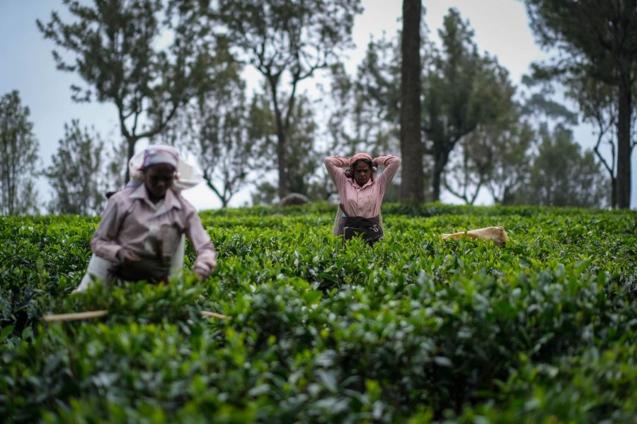 Tea Picker