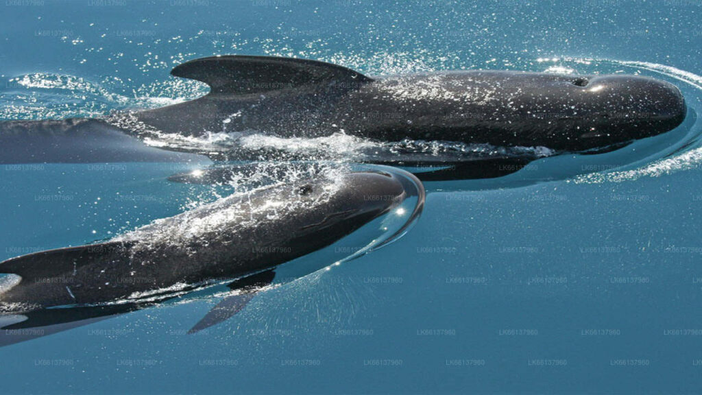 whale watching