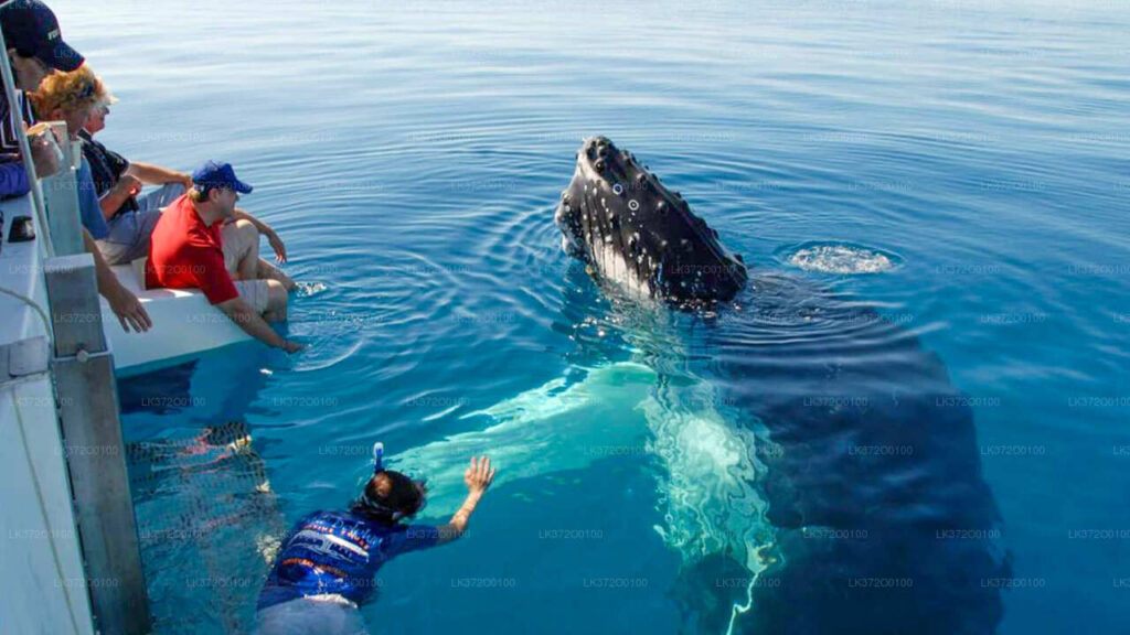 whale watching