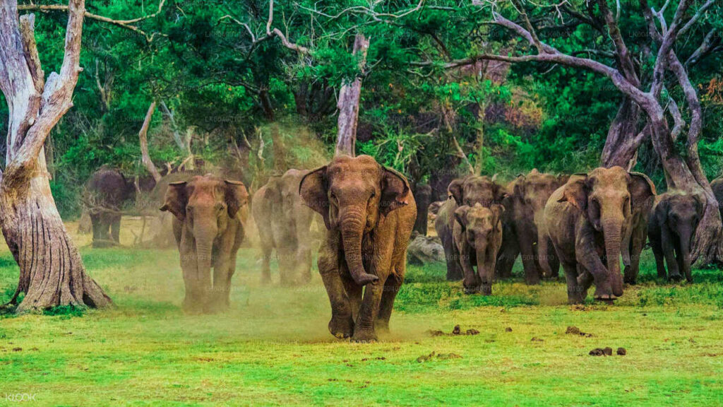 udawalawe