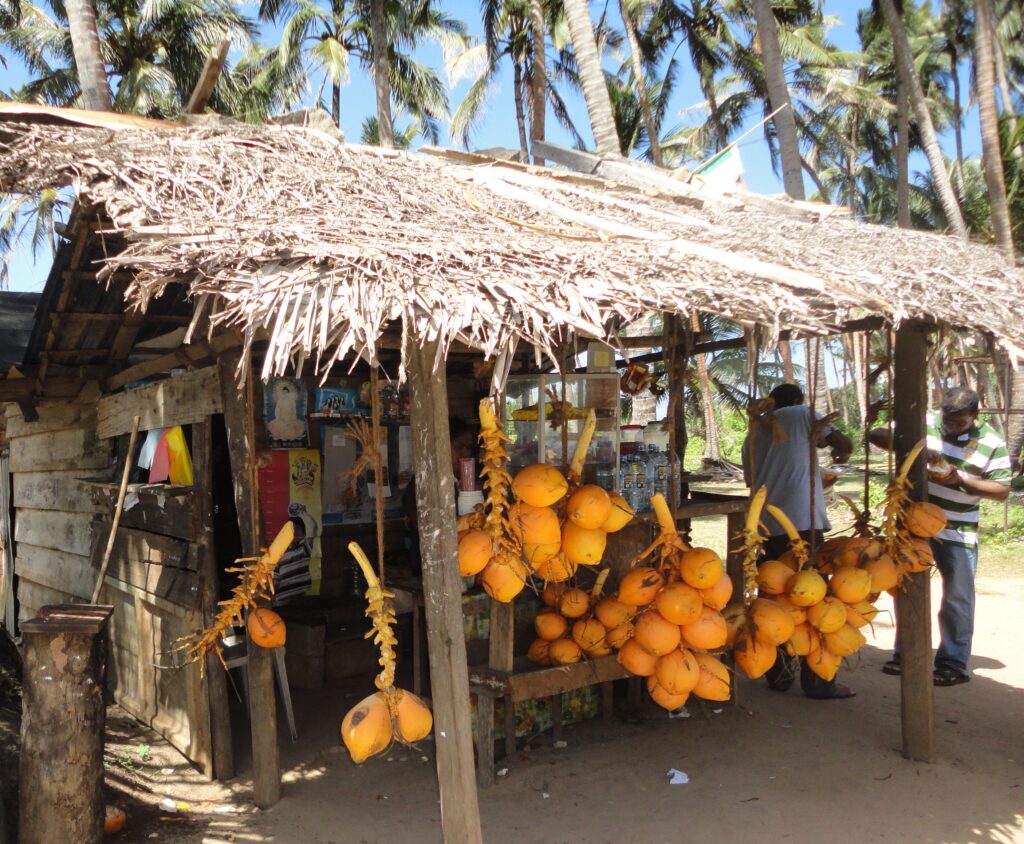 king coconut
