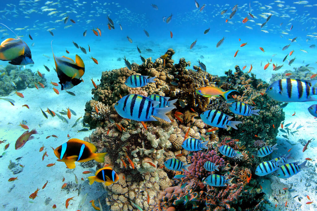 Corals